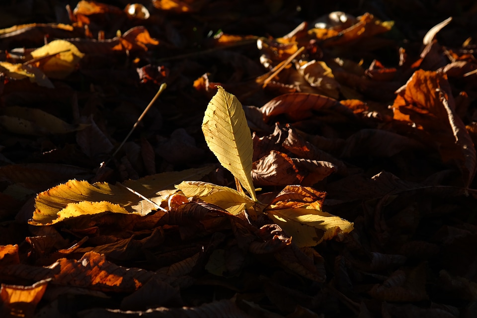 Autumn colours backlighting autumn