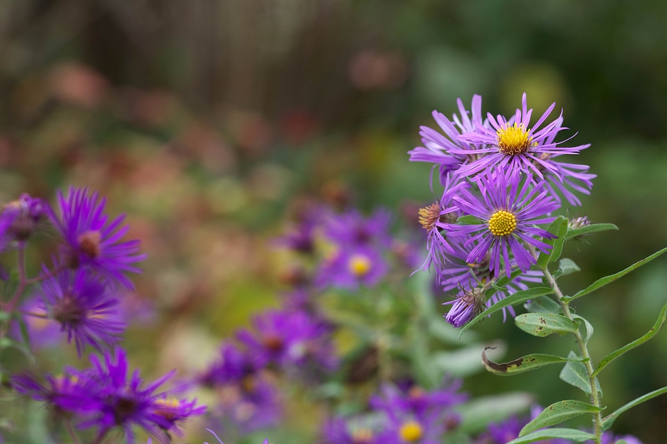 Aster Astereae blossoming England