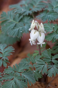 Blossoming bush chipmunk