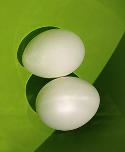 Green white hen eggs