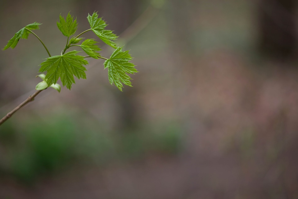 Bouquet leaves maple