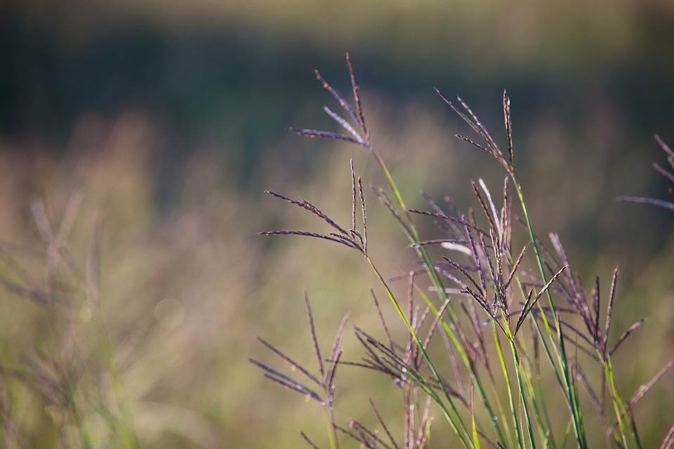 Perennial Phragmites australis Poa sieberiana