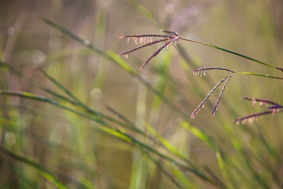Andropogon Gerardii close field