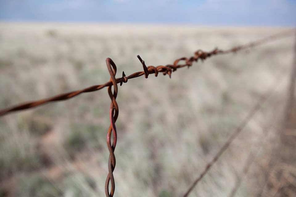 Barbed Wire iron phylum