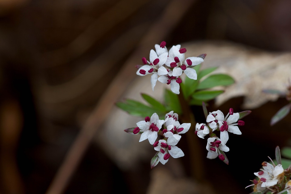 Beautiful Photo blossoming petals