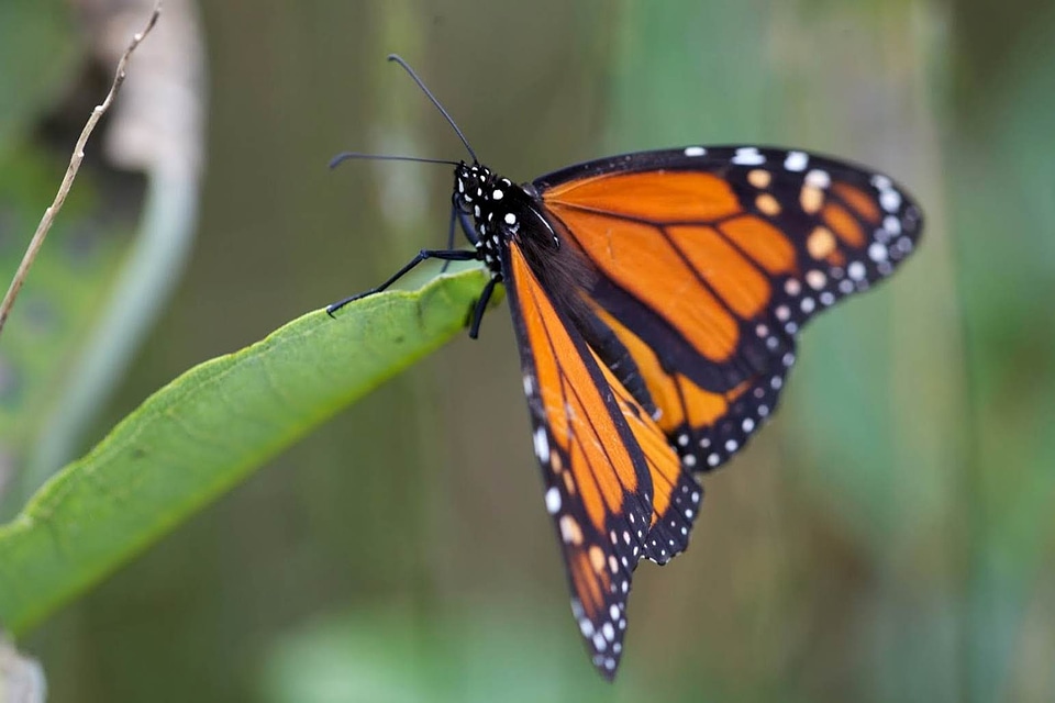 Beautiful Photo bug butterfly