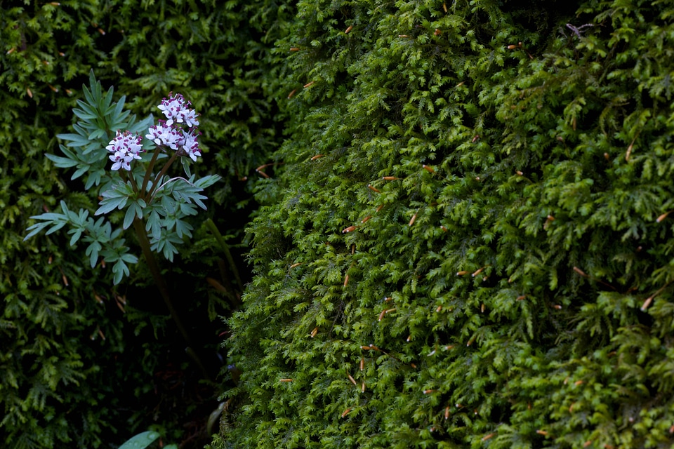 Blossom native Primula veris