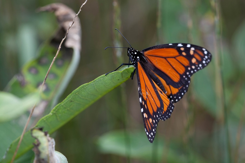 Asclepias Syriaca bug butterfly