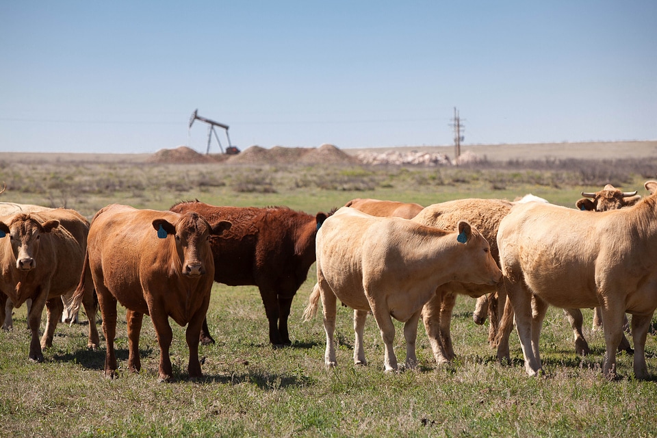 Agriculture animal cows