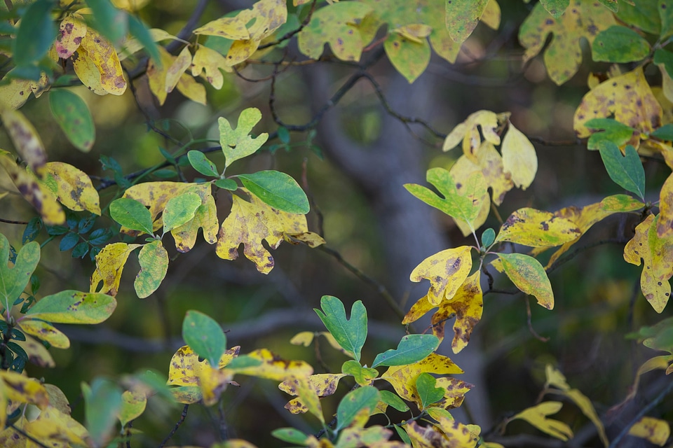 Autumn campaign leaf