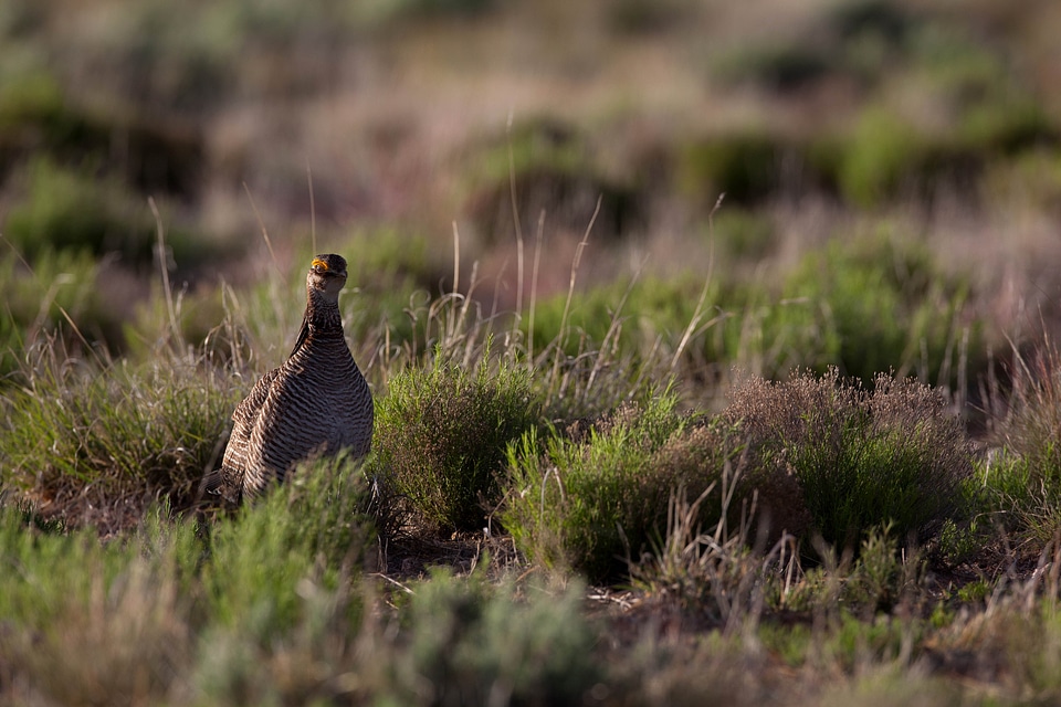 Bird chicken female photo