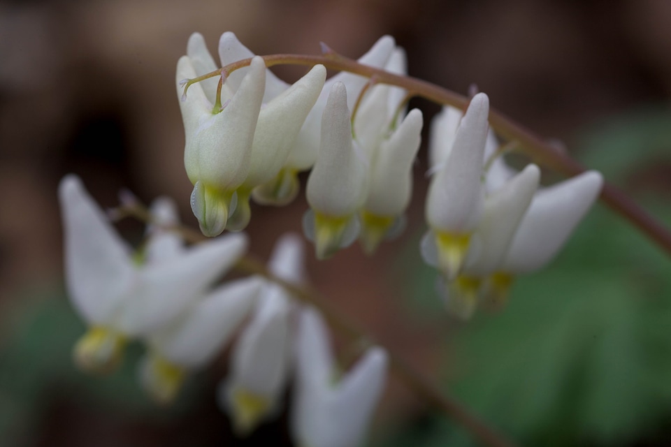 Blossoming plant 