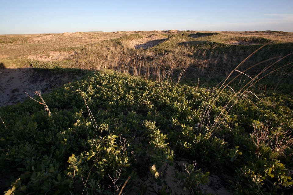 Desert earth habitat