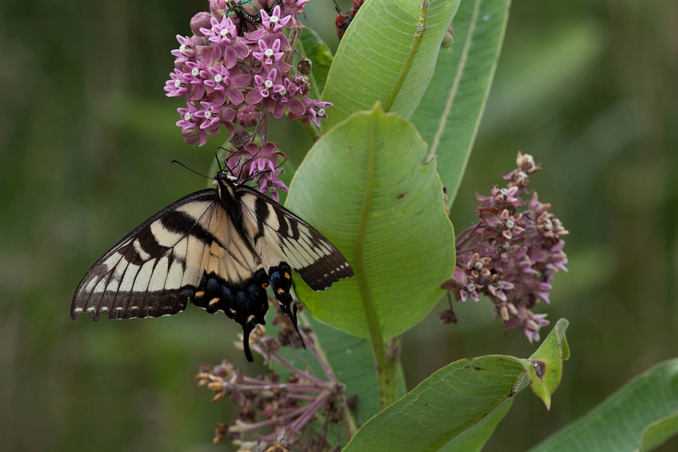 Asclepias Tuberosa beautiful photo bug