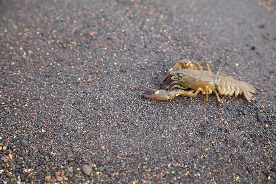 Animal crawfish crayfish