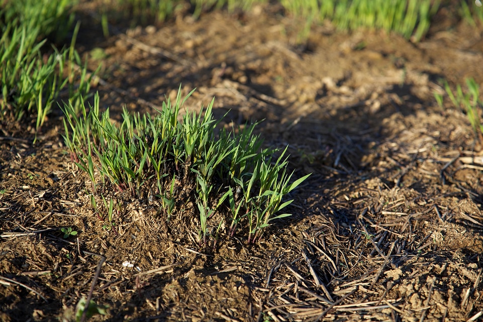 Dark grass plants greenery