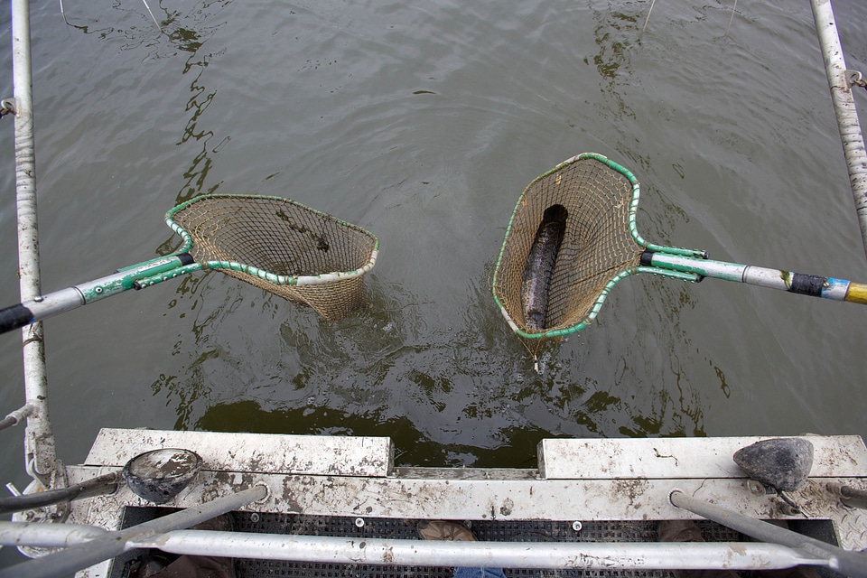 Channa Argus fish fishery