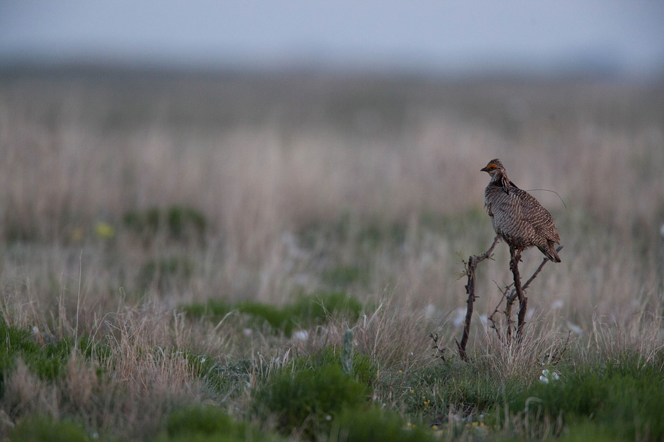Bird chicken desert