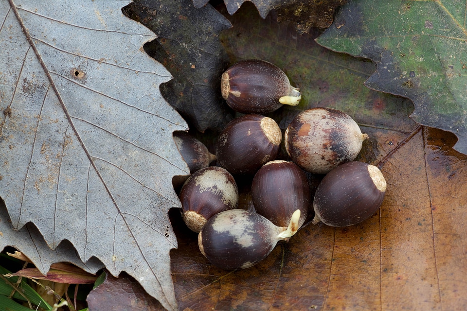 Beautiful Photo plant seed