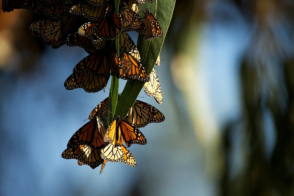 Close monarch 