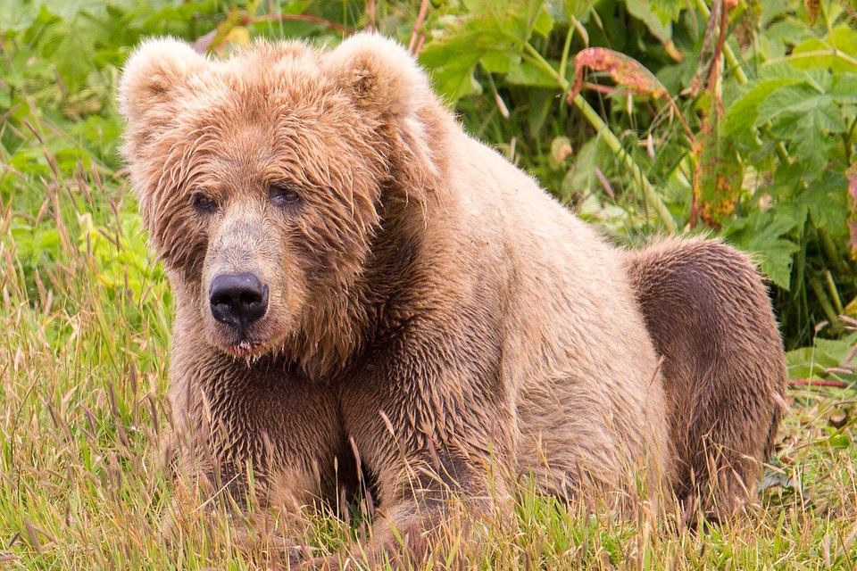Animal bears beautiful photo