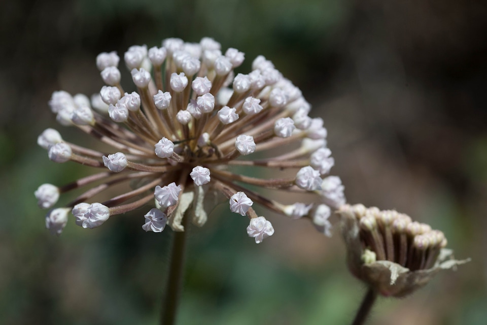 Beautiful Photo blossom blossoming