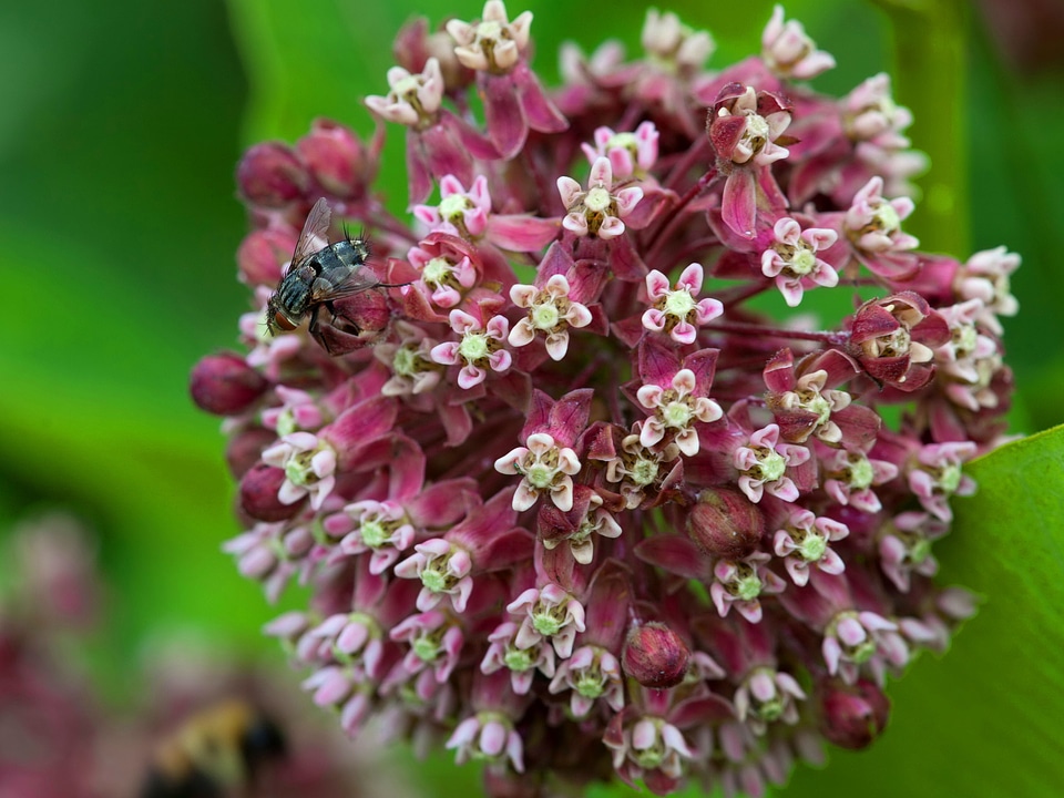Asclepias Syriaca beautiful photo blossoming
