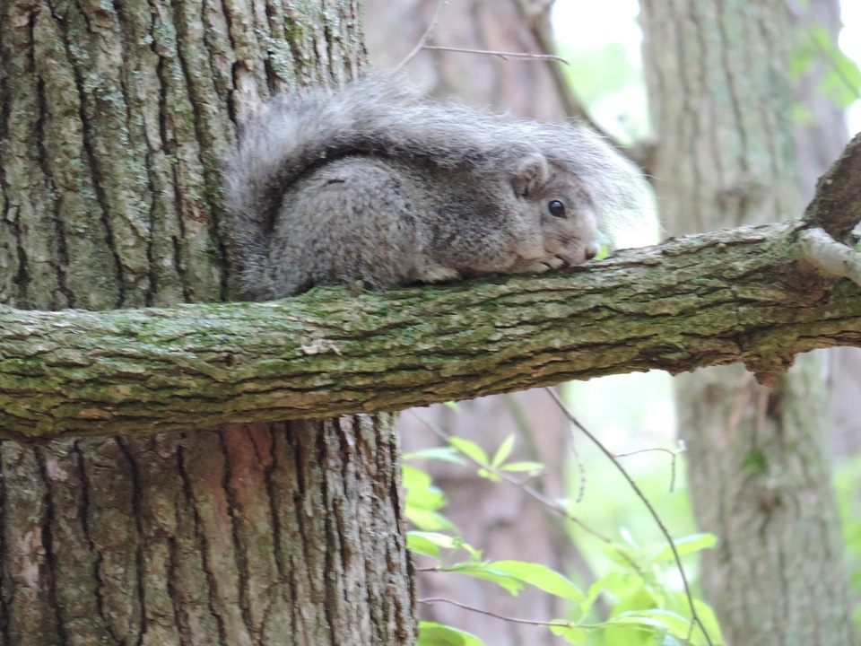 Animal chipmunk close