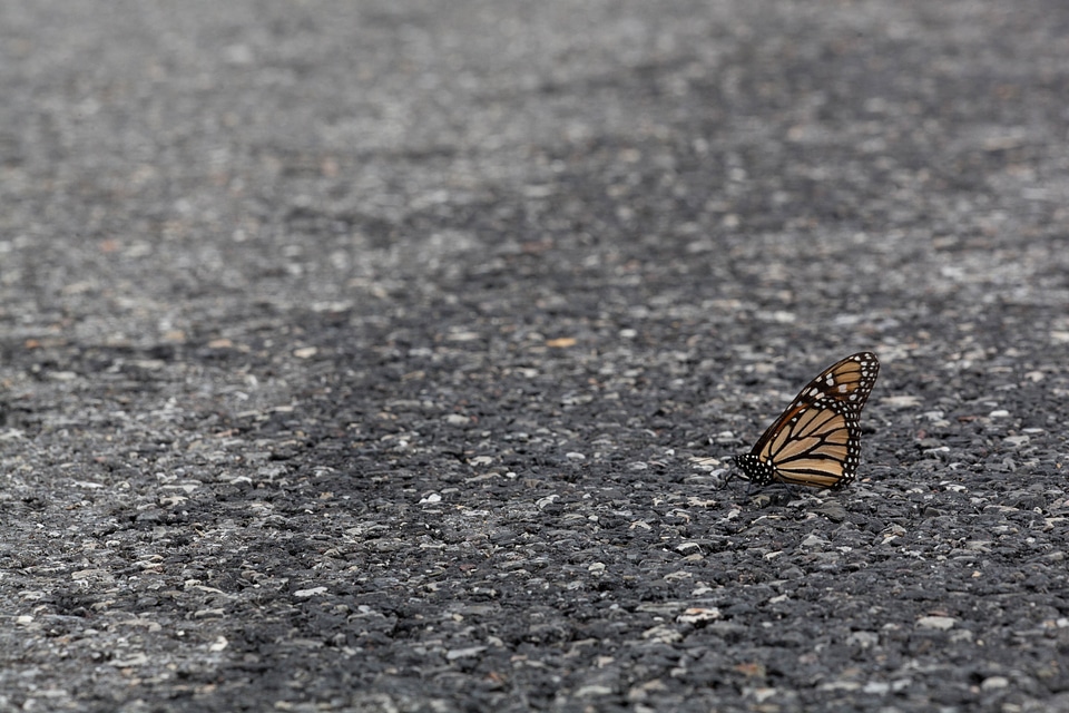Asphalt bug butterfly