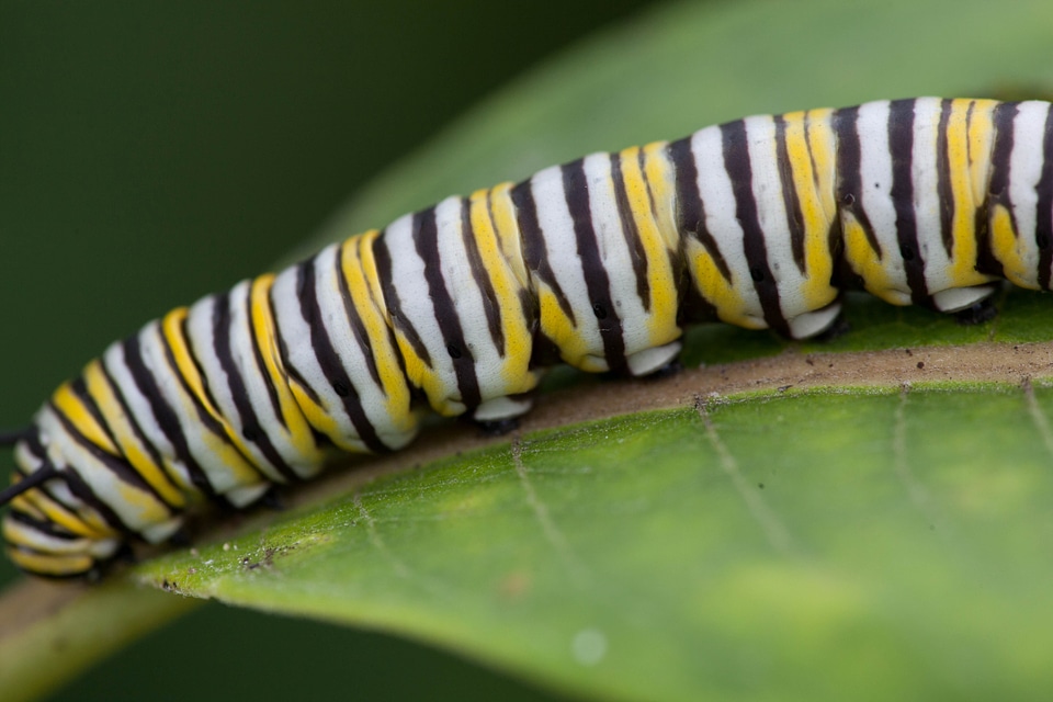 Bug butterfly close