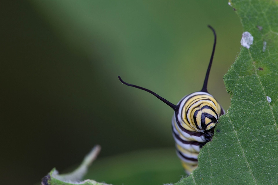Bug butterfly chief