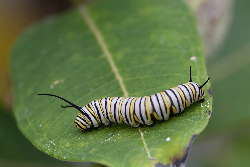 Bug butterfly larva