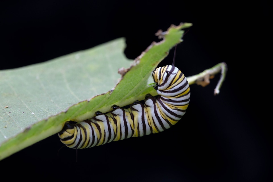 Butterfly eat hang