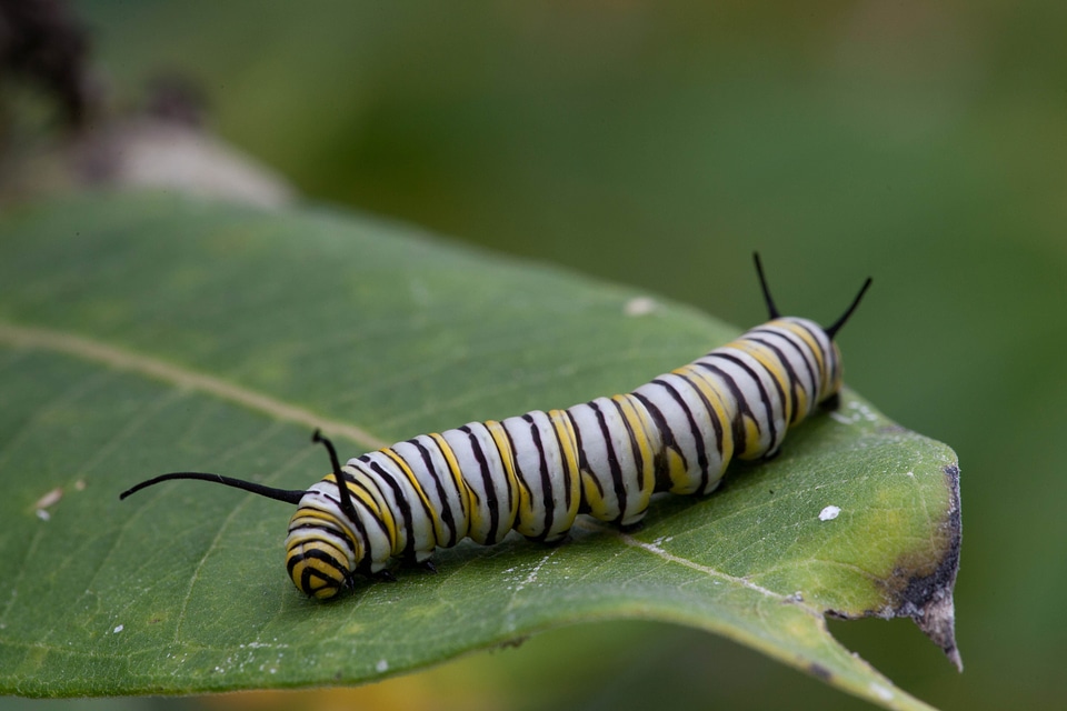 Butterfly feed larva