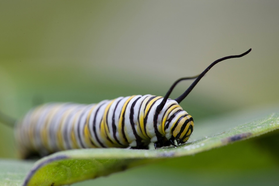 Beautiful Photo bug butterfly