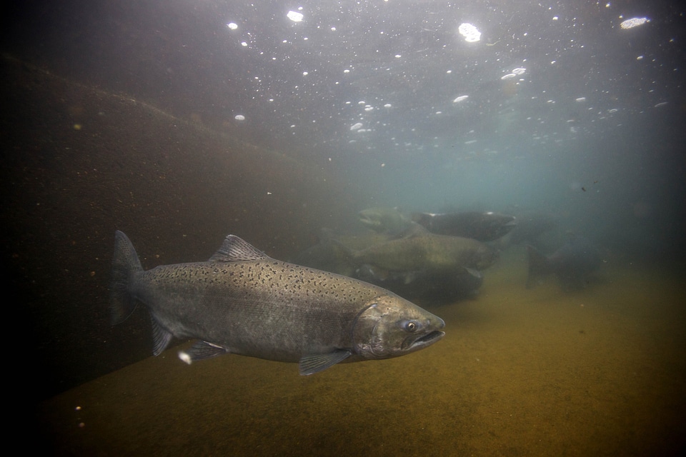 Autumn fish Oncorhynchus tshawytscha