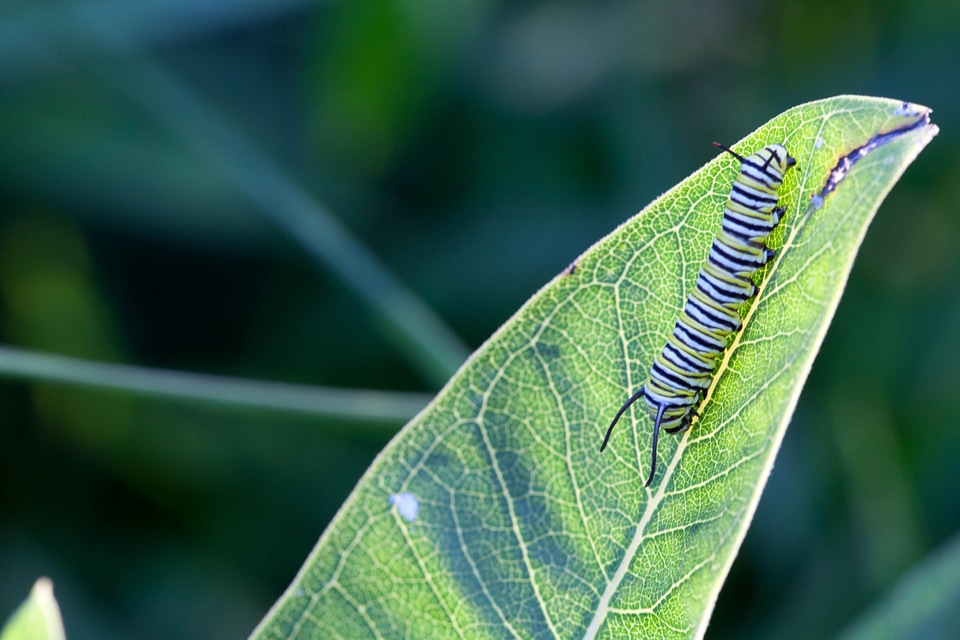 Bug butterfly feed