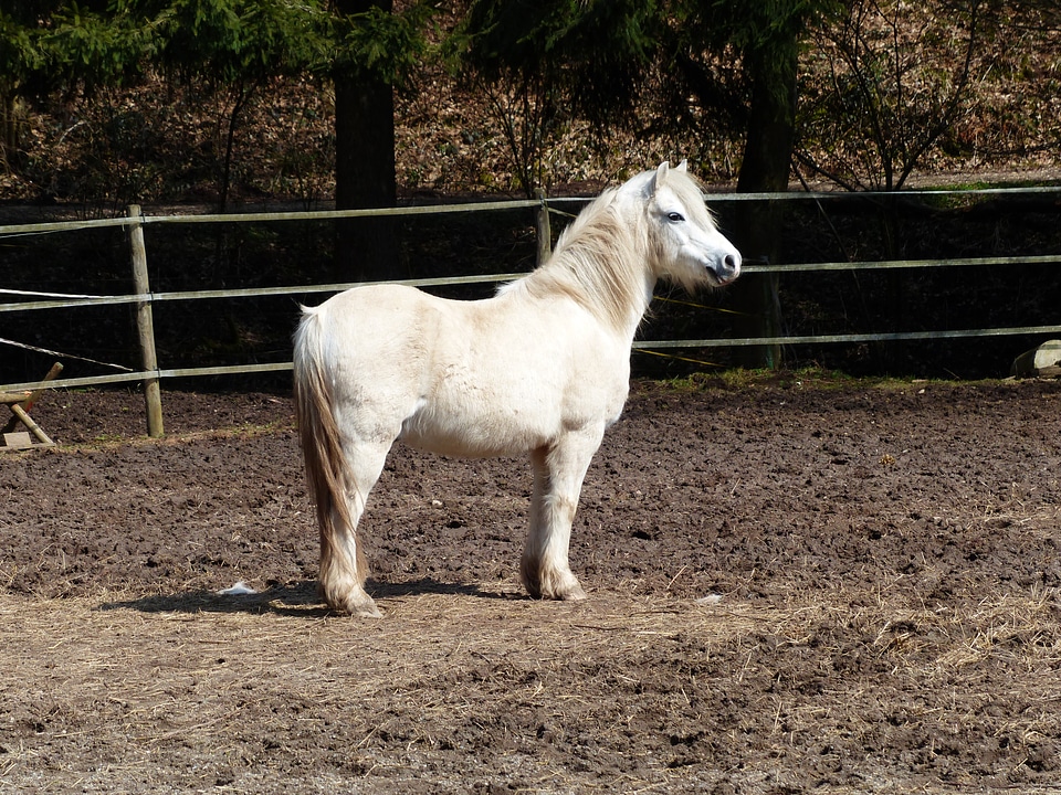 Horse riding ponyrasse small horse breed white
