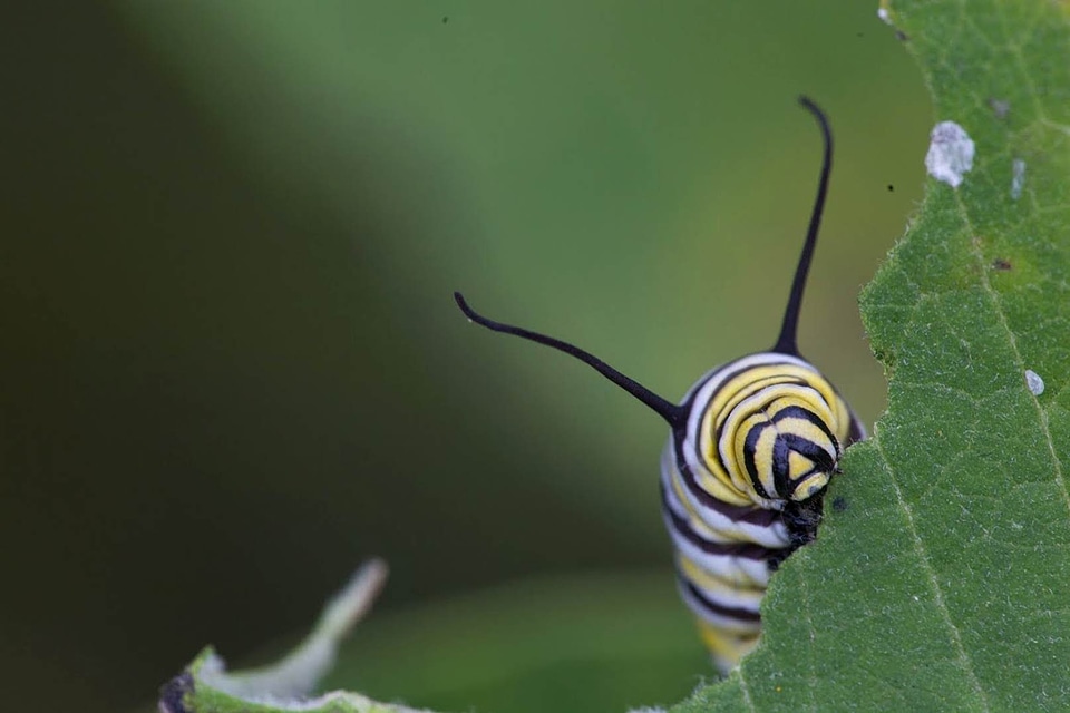 Beautiful Photo bug caterpillar