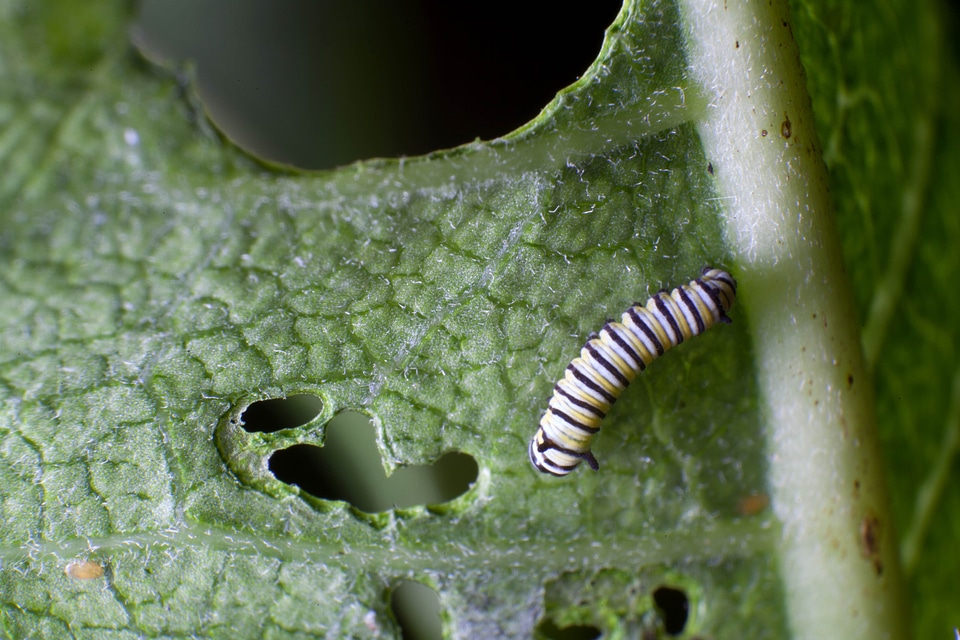 Bug butterfly feed