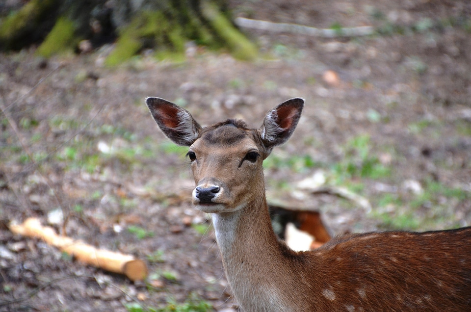 Forest hirsch animal