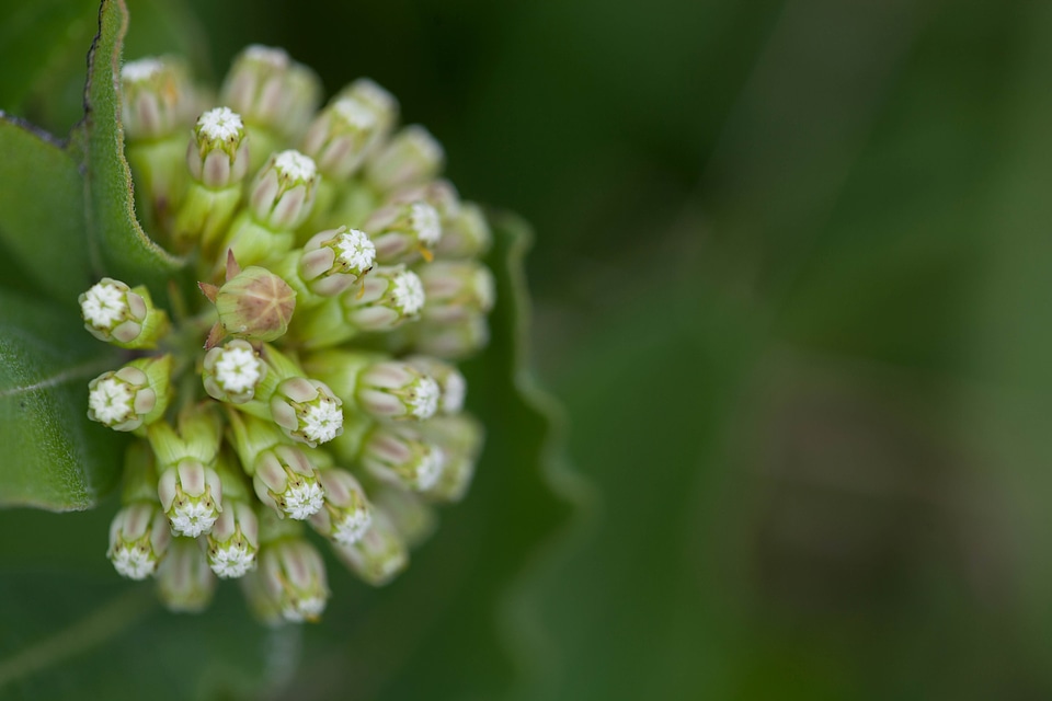 Asclepias Syriaca beautiful photo blossoming