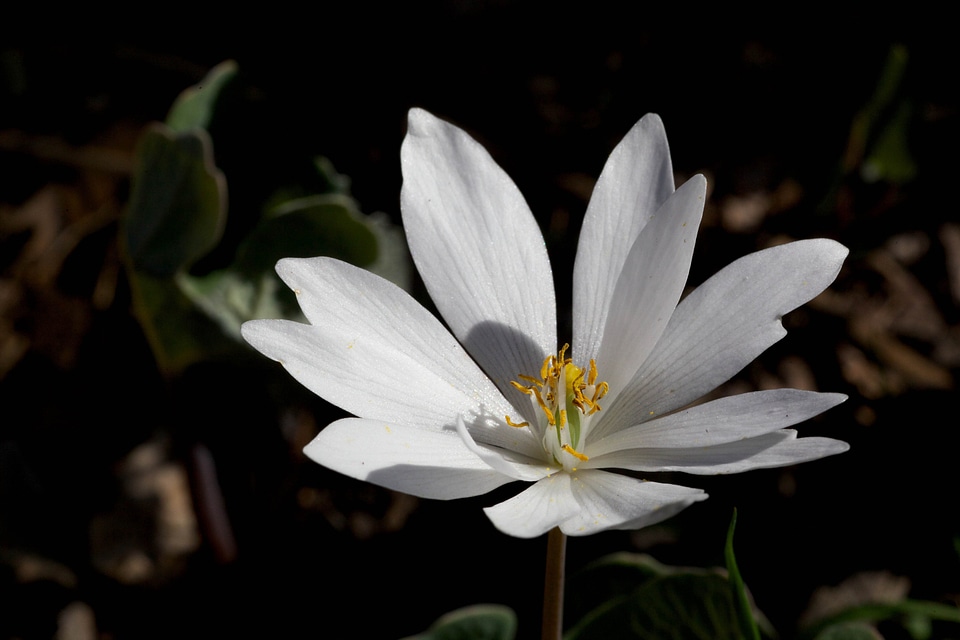 Beautiful Photo bloom blooming