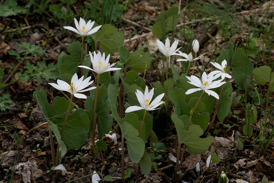 Blooming blossom blossoming