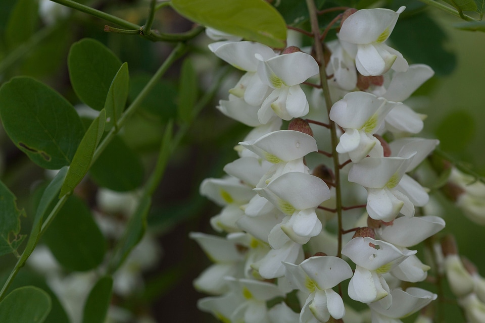 Acacia black black locust
