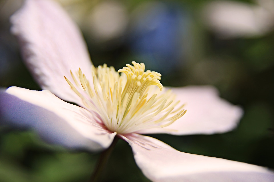 Bloom pink plant photo