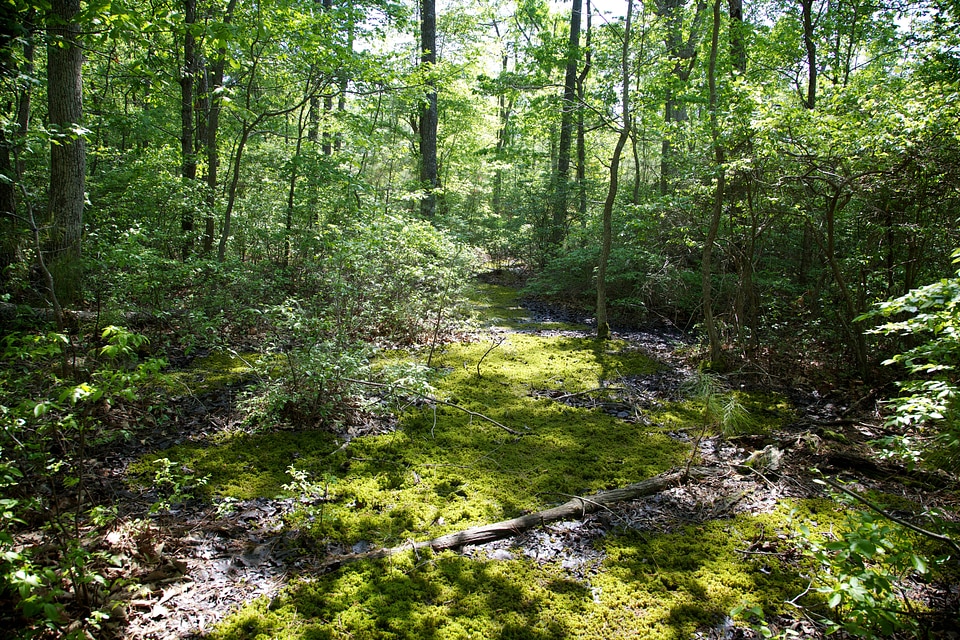 Black Water domestic forest