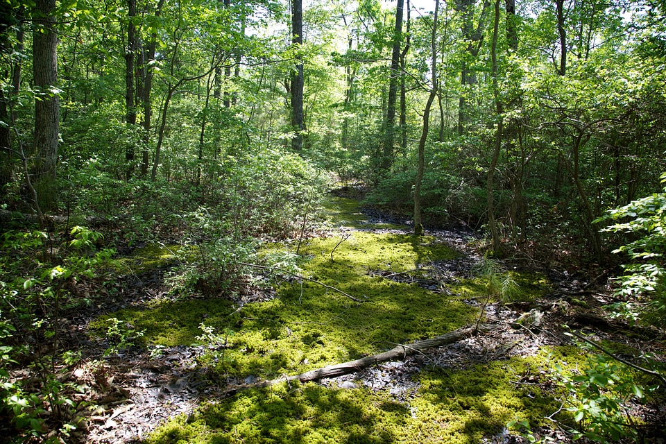 Black Water domestic forest photo