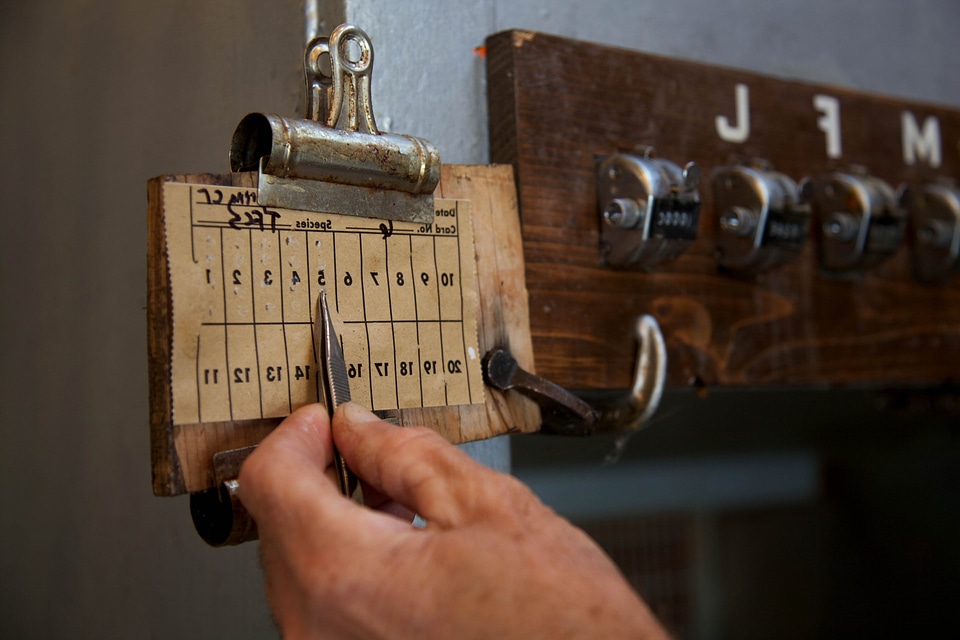 Ancient board lumber