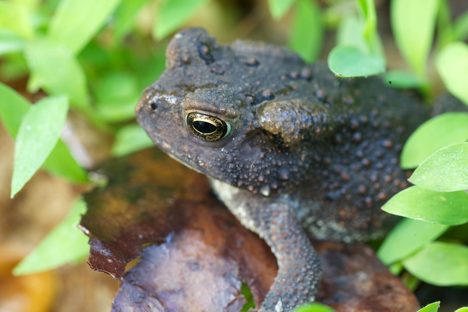 American amphibia amphibian